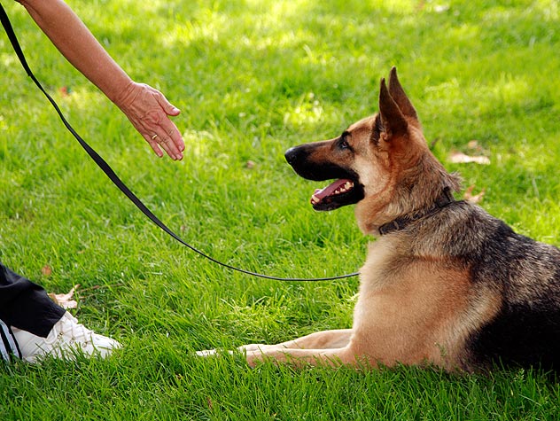 Dog Won’t Listen? Training Him Will Help!